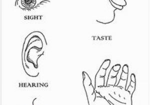 5 Senses Coloring Pages Resultado De Imagem Para the Human Body atividades