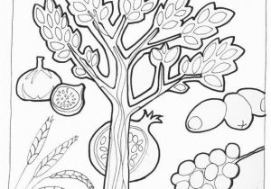 7 Species Of israel Coloring Page 105 Best Images About Tu B Shevat On Pinterest