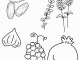 7 Species Of israel Coloring Page 31 Best Tu B Shvat Images On Pinterest