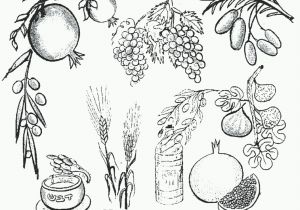 7 Species Of israel Coloring Page האתר הגדול בישראל לדפי צביעה להדפסה ואונליין באיכות מעולה