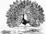 Advanced Coloring Pages Of Animals Peacock Coloring Beautiful Gallery Inspirational Advanced Peacock