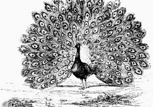 Advanced Coloring Pages Of Animals Peacock Coloring Beautiful Gallery Inspirational Advanced Peacock