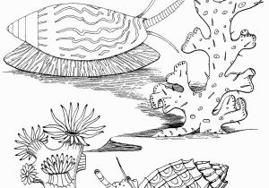 Algae Coloring Pages Advice Algae Coloring Pages Sea Snails Page Free Printable