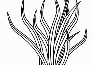 Algae Coloring Pages Algae Coloring Pages