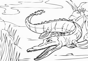 Aligator Coloring Pages Alligator Coloring Pages Awesome Alligator Coloring Pages A Coloring