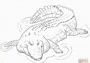 Aligator Coloring Pages Alligator Coloring Pages Cute Alligator Coloring Pages Kawaii