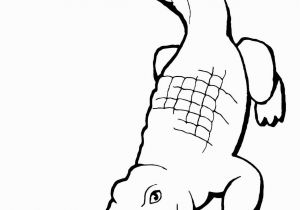 Aligator Coloring Pages American Alligator Coloring Page Lovely Alligator Drawing Step by