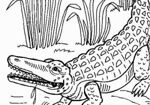 Aligator Coloring Pages Crocodile Coloring Pages to Print