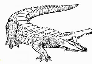 Aligator Coloring Pages Free Printable Alligator Coloring Pages for Kids
