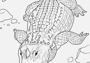 Alligator Gar Coloring Page Free Printable Alligator Coloring Pages