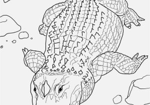 Alligator Gar Coloring Page Free Printable Alligator Coloring Pages