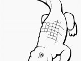 American Alligator Coloring Page 30 American Alligator Coloring Page