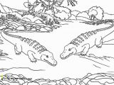 American Alligator Coloring Page 30 American Alligator Coloring Page