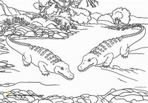 American Alligator Coloring Page 30 American Alligator Coloring Page