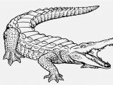 American Alligator Coloring Page Free Printable Alligator Coloring Pages