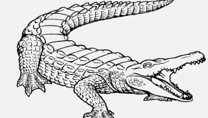American Alligator Coloring Page Free Printable Alligator Coloring Pages