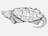 American Alligator Coloring Page Free Printable Alligator Coloring Pages