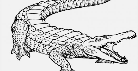 American Alligator Coloring Page Free Printable Alligator Coloring Pages