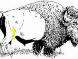 American Bison Coloring Page 215 Best Buffalo and Bison Sketches Images