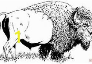 American Bison Coloring Page 215 Best Buffalo and Bison Sketches Images