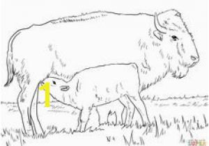 American Bison Coloring Page 240 Best Color Animals Images On Pinterest