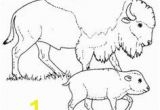 American Bison Coloring Page 285 Best Coloring Pages Images On Pinterest