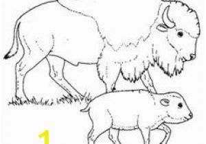 American Bison Coloring Page 285 Best Coloring Pages Images On Pinterest