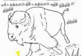 American Bison Coloring Page 43 Best Bison Images On Pinterest