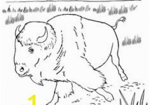 American Bison Coloring Page 43 Best Bison Images On Pinterest