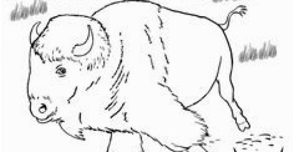 American Bison Coloring Page 43 Best Bison Images On Pinterest