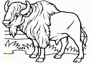 American Bison Coloring Page Bison Coloring Page American Pages Disney Easy Herd for Kids Nice