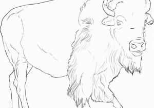 American Bison Coloring Page Bison Coloring Page Bison Coloring Page Bison Coloring Pages Free