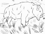 American Bison Coloring Page Bison Coloring Page