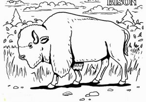 American Bison Coloring Page Bison Coloring Page