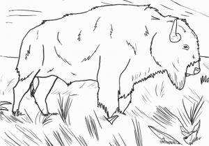 American Bison Coloring Page Bison Coloring Page