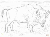 American Bison Coloring Page Bison Coloring Page