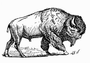 American Bison Coloring Page Bison Coloring Page