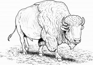 American Bison Coloring Page Free Buffalo and Bison Coloring Pages