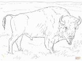 American Bison Coloring Page Realistic American Bison Coloring Page Buffalo
