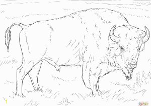 American Bison Coloring Page Realistic American Bison Coloring Page Buffalo