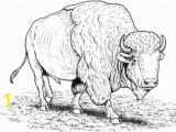 American Bison Coloring Page to See Printable Version Of American Buffalo Bison Coloring