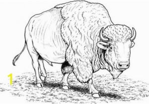 American Bison Coloring Page to See Printable Version Of American Buffalo Bison Coloring