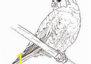 American Kestrel Coloring Page 60 Best Sewing Images In 2018