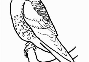 American Kestrel Coloring Page American Kestrel American Kestrel Coloring Pages 4