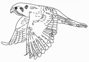 American Kestrel Coloring Page American Kestrel American Kestrel Coloring Pages 4