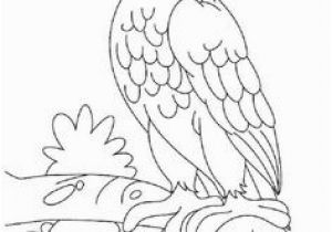 American Kestrel Coloring Page Die 11 Besten Bilder Von Greifvögel