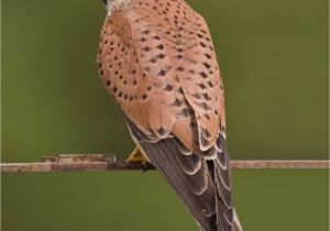 American Kestrel Coloring Page Mon Kestrel