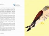 American Kestrel Coloring Page Urban Aviary A Modern Guide to City Birds Stephen Moss