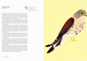 American Kestrel Coloring Page Urban Aviary A Modern Guide to City Birds Stephen Moss