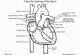 Anatomical Heart Coloring Pages Heart Anatomy Coloring Page